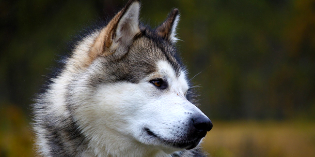 Le Malamute de l’Alaska : caractère, origine et principaux problèmes de santé de cette race