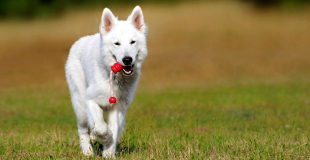 Le Berger Blanc Suisse : caractère, origine et principaux problèmes de santé de cette race