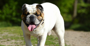Le Bulldog Anglais : caractère, origine et principaux problèmes de santé de cette race