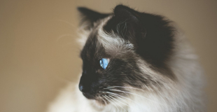 Le diabète chez le chat : symptômes, traitement et prévention