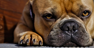 L’ostéosarcome chez le chien : symptômes, traitement et prévention