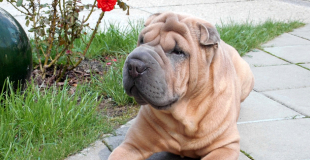 Le Shar Pei : caractère, origine et principaux problèmes de santé de cette race de chien