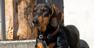 Le Teckel : caractère, origine et principaux problèmes de santé de cette race de chien