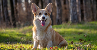 Le Welsh Corgi Pembroke : caractère, origine et principaux problèmes de santé de cette race