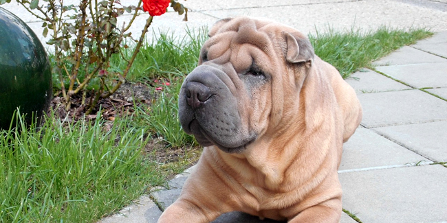 Le Shar Pei : caractère, origine et principaux problèmes de santé de cette race de chien