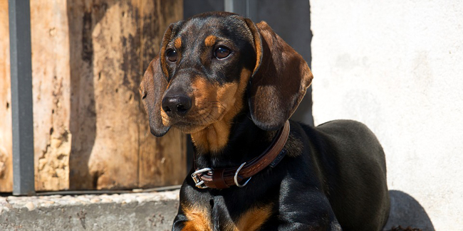 Le Teckel : caractère, origine et principaux problèmes de santé de cette race de chien