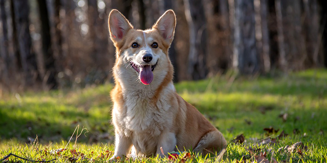 Assurance Santé Welsh Corgi Pembroke Pourquoi Une Mutuelle