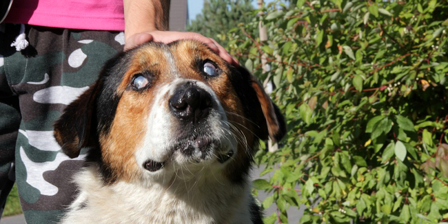 La cataracte chez le chien : symptômes, traitement et prévention
