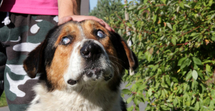 La cataracte chez le chien : symptômes, traitement et prévention