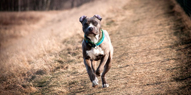 L’American Staffordshire Terrier (Amstaff) : caractère et principaux problèmes de santé