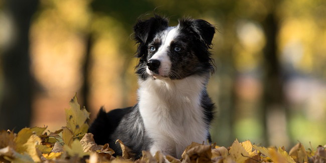 Assurance santé pour animaux de race avec pedigree : quelle couverture choisir ?