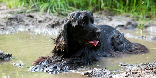 Le Cocker : caractère, origine et principaux problèmes de santé de cette race de chien