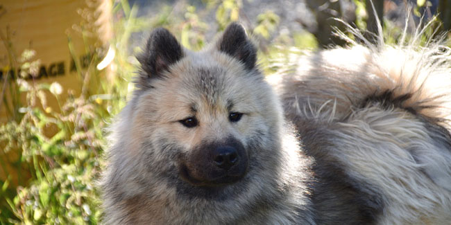 L’Eurasier : caractère, origine et principaux problèmes de santé de cette race de chien