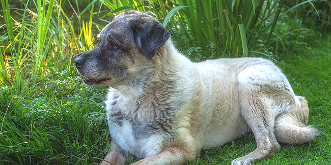 Le Kangal : caractère, origine et principaux problèmes de santé de cette race de chien