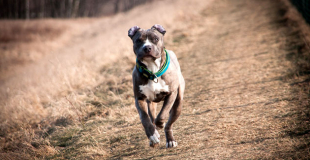 L’American Staffordshire Terrier (Amstaff) : caractère et principaux problèmes de santé
