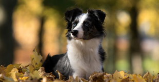 Assurance santé pour animaux de race avec pedigree : quelle couverture choisir ?