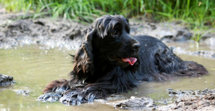 Le Cocker : caractère, origine et principaux problèmes de santé de cette race de chien