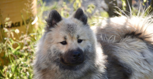 L’Eurasier : caractère, origine et principaux problèmes de santé de cette race de chien