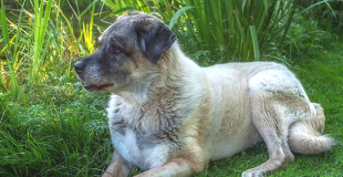 Le Kangal : caractère, origine et principaux problèmes de santé de cette race de chien
