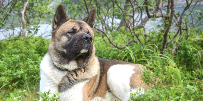 L’Akita Américain : caractère, origine et principaux problèmes de santé de cette race