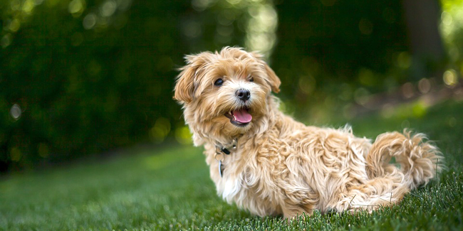 Peut-on annuler ou résilier facilement un contrat d’assurance chat ou chien ?