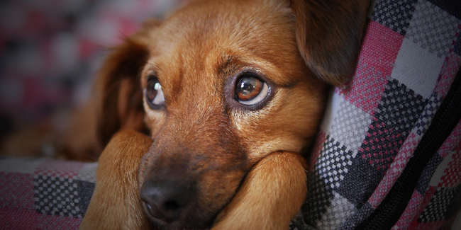 Cancer de la rate chez le chien : symptômes, traitement et prévention