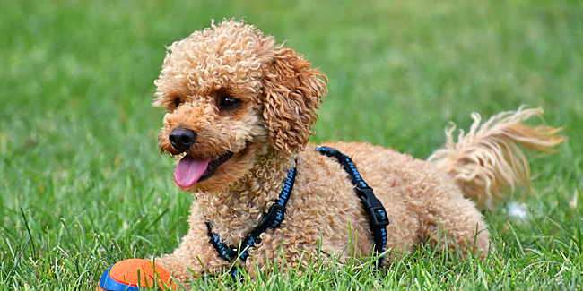 Le Caniche : caractère, origine et principaux problèmes de santé de cette race de chien