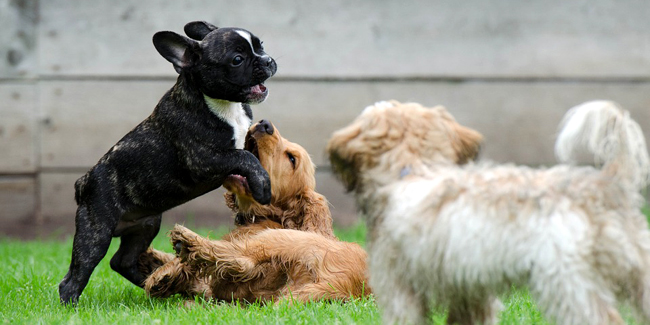 Si on assure plusieurs animaux, la mutuelle propose-t-elle un tarif dégressif ?