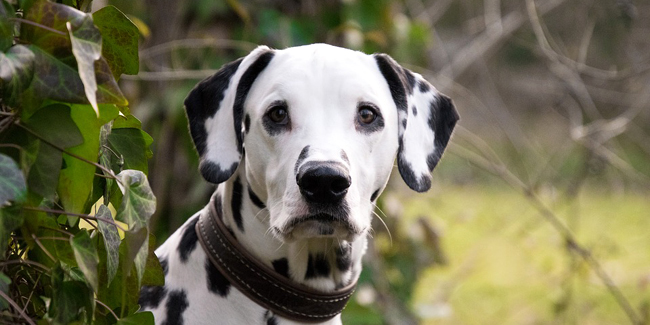 Dalmatien : caractère, origine et principaux problèmes de santé de cette race de chien