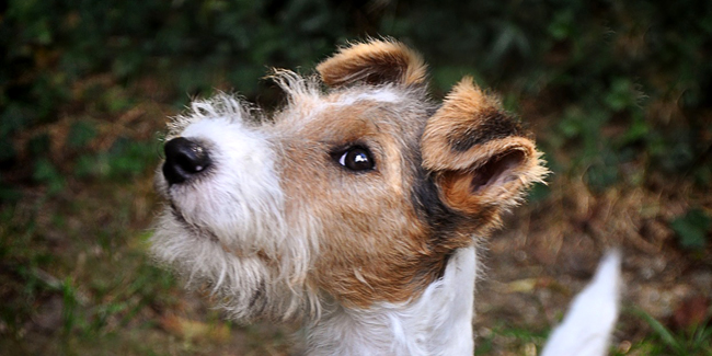 Fox Terrier : caractère, origine et principaux problèmes de santé de cette race de chien