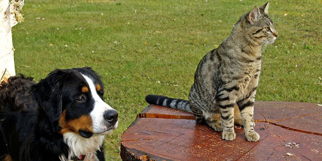 Y a-t-il un âge limite pour souscrire une assurance chat ou chien ?