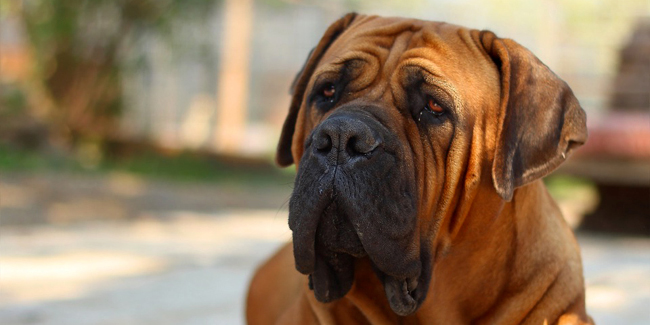 Le Mastiff : caractère, origine et principaux problèmes de santé de cette race de chien