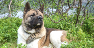 L’Akita Américain : caractère, origine et principaux problèmes de santé de cette race