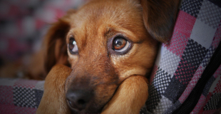 Cancer de la rate chez le chien : symptômes, traitement et prévention