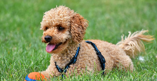 Caniche : caractère, origine et principaux problèmes de santé de cette race de chien