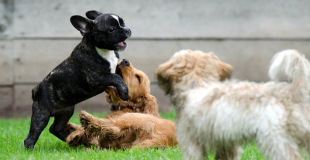 Si on assure plusieurs animaux, la mutuelle propose-t-elle un tarif dégressif ?