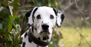 Dalmatien : caractère, origine et principaux problèmes de santé de cette race de chien
