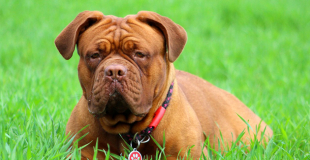 Le Dogue de Bordeaux : caractère, origine et principaux problèmes de santé de cette race