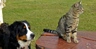 Y a-t-il un âge limite pour souscrire une assurance chat ou chien ?