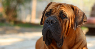 Le Mastiff : caractère, origine et principaux problèmes de santé de cette race de chien
