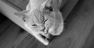 Le syndrome du tigre chez le chat : symptômes, traitement et prévention
