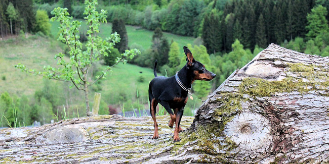 Le Pinscher : caractère, origine et principaux problèmes de santé de cette race de chien