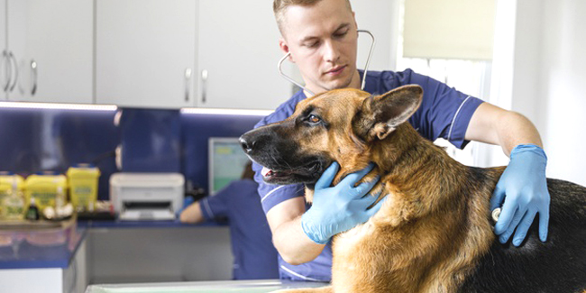 Les frais vétérinaires sont-ils directement remboursés par l’assurance ?