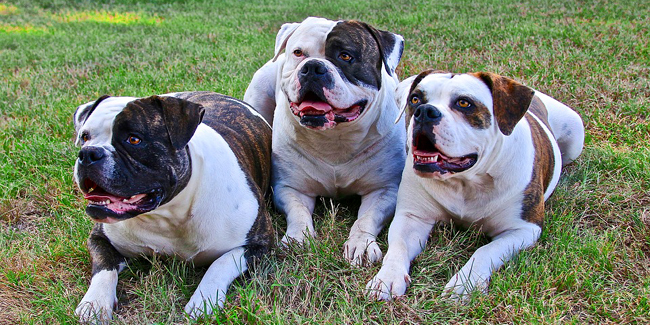 Le Bouledogue Américain : caractère, origine et principaux problèmes de santé de cette race