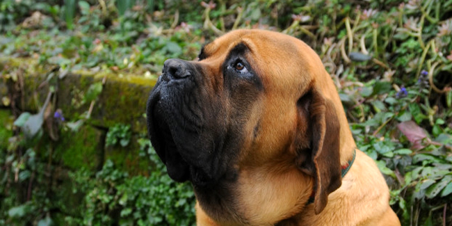 Le Bullmastiff : caractère, origine et principaux problèmes de santé de cette race de chien