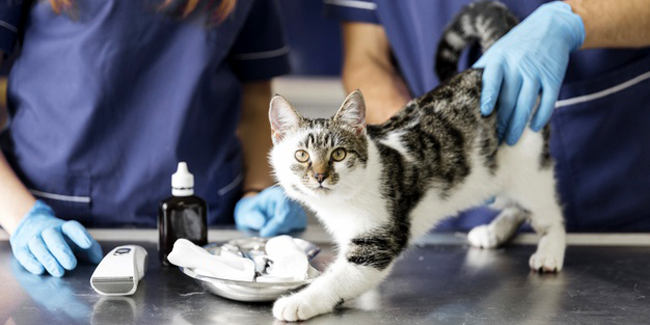 Castration du chat et stérilisation de la chatte : pourquoi, risques et prix