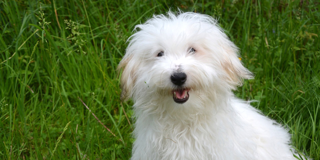 Le Coton de Tulear : caractère, origine et principaux problèmes de santé de cette race