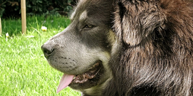 Le Dogue du Tibet : caractère, origine et principaux problèmes de santé de cette race