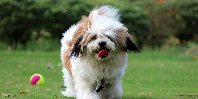 Le Lhassa Apso : caractère, origine et principaux problèmes de santé de cette race