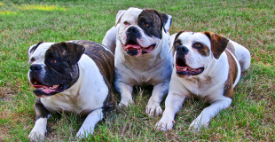 Bouledogue Américain : caractère, origine et principaux problèmes de santé de cette race